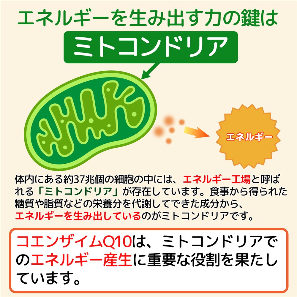 エネルギーを生み出すのは、細胞内のミトコンドリア。コエンザイムQ10は、ミトコンドリアでのエネルギー産生に重要な役割を果たしています