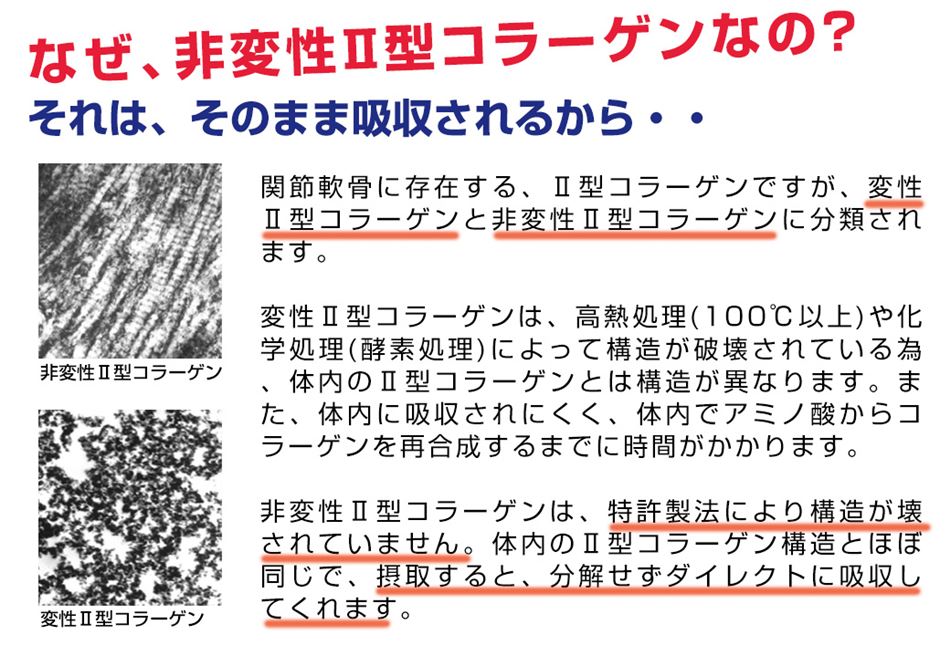 非変性Ⅱ型コラーゲンは、そのままの形で吸収されるので少ない量でサポートします。