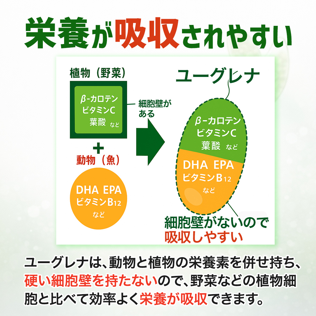 石垣島ユーグレナは、細胞壁がないので栄養素が吸収されやすい